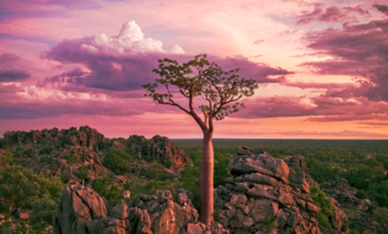 Blue Ant Media Launches Love Nature on DELTA in the Netherlands